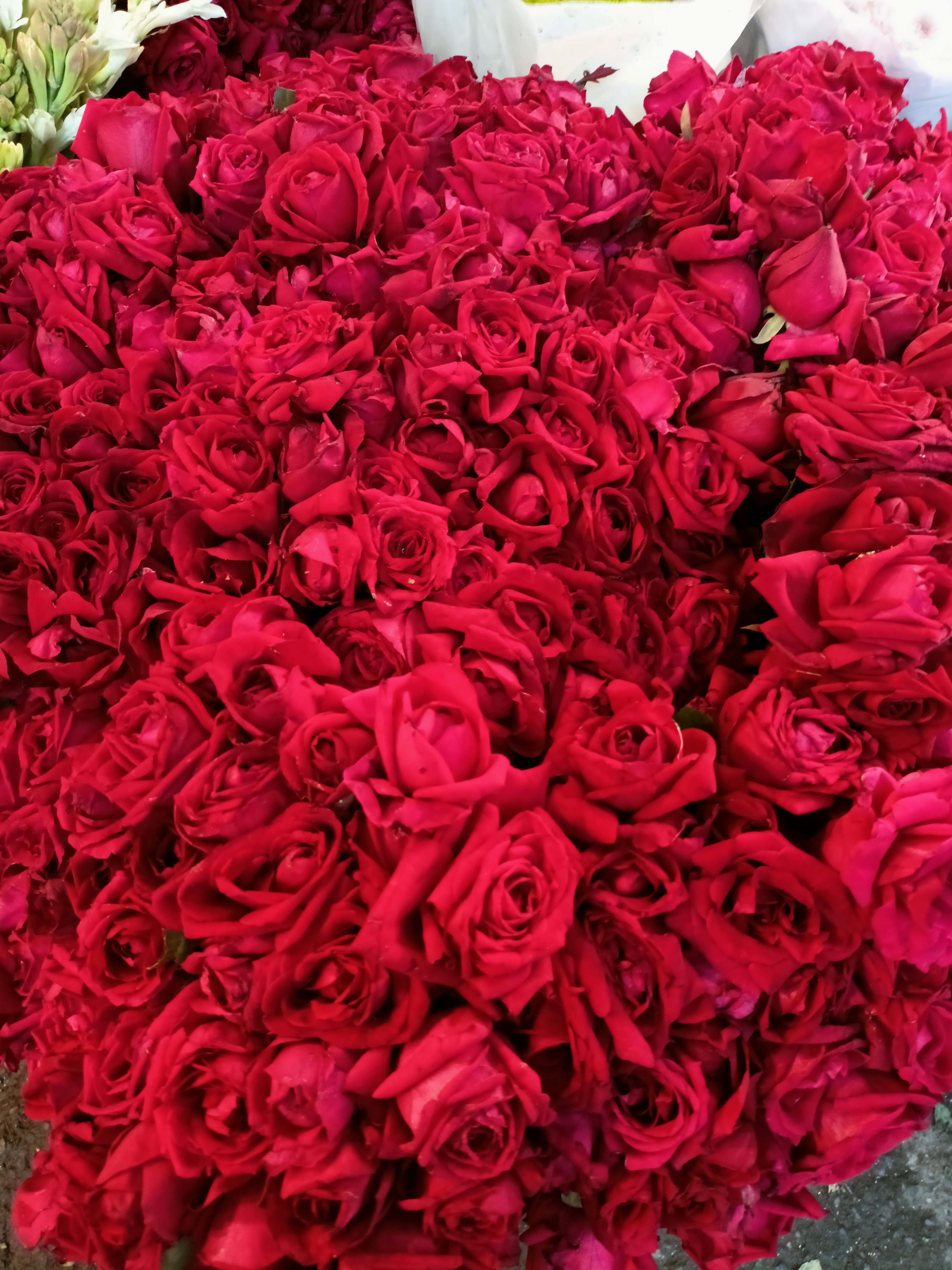 A bunch of roses